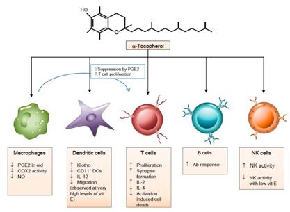 维生素E对免疫细胞的免疫调节作用。