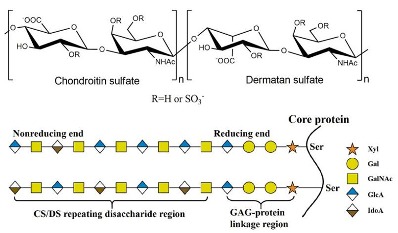 CS / DS的结构。CS / DS链包括与N-乙酰丙酰胺（Glanca）连接的D-葡糖醛酸（GLCA）或L-ADEOO糖酸（IDOA）糖基化[（-4glcaβ1-3galnacβ1-）或（-4idoaα1-3galnacβ1-）。CS / DS链通过GAG-蛋白结四糖共价连接到核心蛋白质上