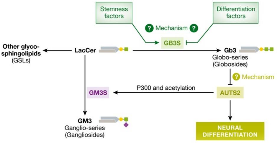 神经分化中鞘糖脂代谢、表达和信号转导的相互作用。