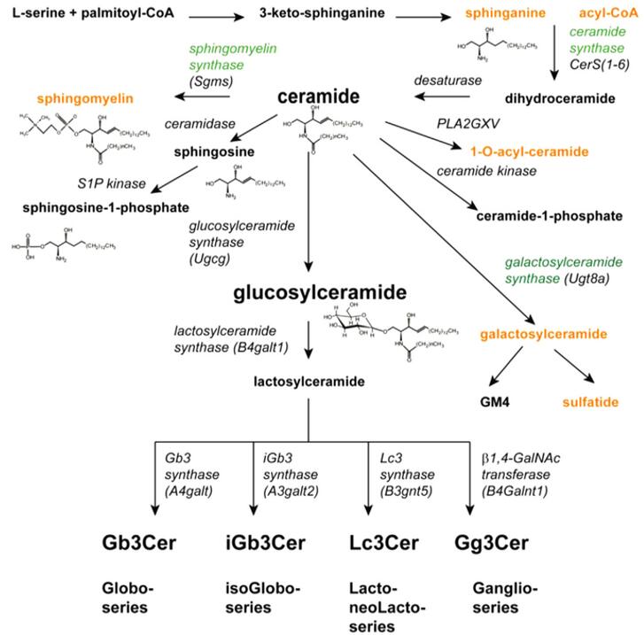 鞘脂合成途径。
