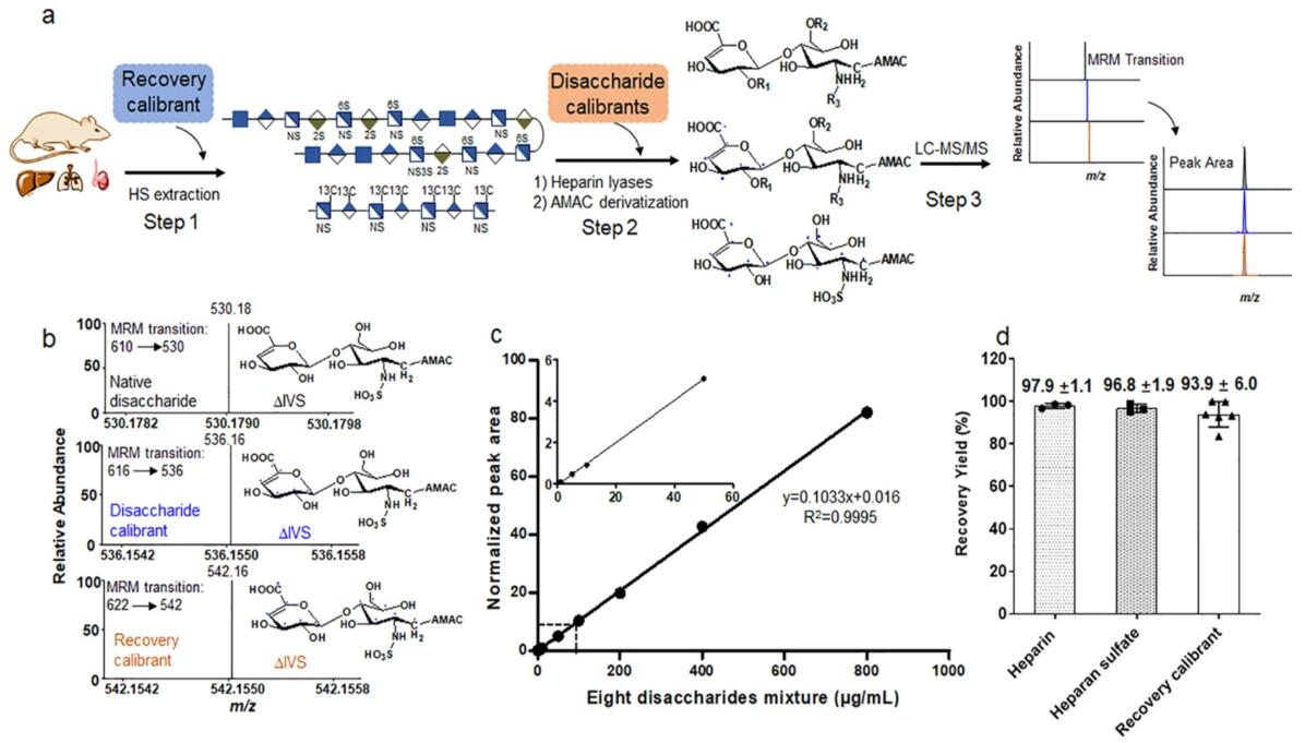 图A示出了工作流用于与三个步骤进行二糖组成分析。的恢复校准器在硫酸乙酰肝素提取阶段或步骤1中添加;甲二糖校准器在肝素裂合酶消化阶段或步骤2中添加;甲二糖校准与各种浓度的未标记的二糖的混合，并在分析阶段或第3步，通过LC-MS / MS进行分析。图B显示的三个同位素标记格式离子色谱从MRM二糖。图C示出了分析在二糖校准的存在下动态范围。