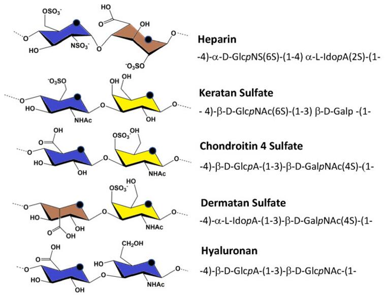 糖胺聚糖的主要重复单位。组成单糖的颜色编码符合SNFG术语。缩写如下:Glc代表葡萄糖，Ido代表半乳糖，Gal代表半乳糖，N代表胺，S代表硫酸盐，A代表酸，NAc代表N-乙酰。