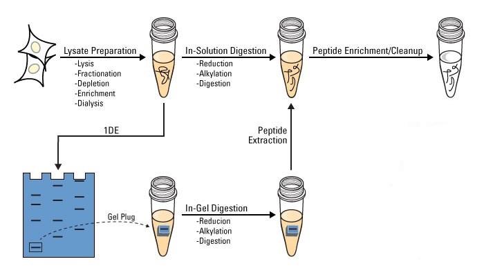 Protein Digestion