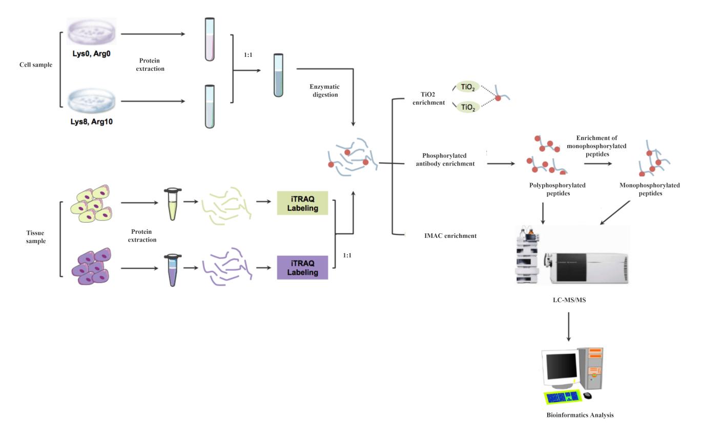 磷酸蛋白组学服务流程