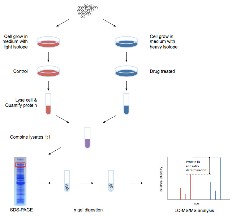 SILAC-1-Workflow.jpg
