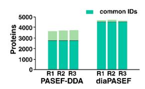 PASEF-DDA和diaPASEF实验三次重复的蛋白组数量柱状图