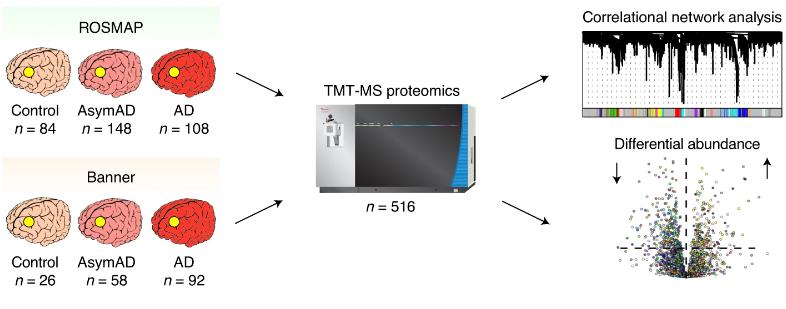 TMT AD蛋白共表达网络。