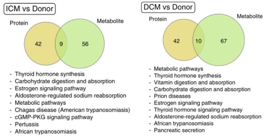 ICM和DCM在蛋白质和代谢物水平上的通路分析