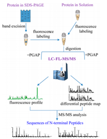 质谱鉴定和测序n末端的工作流程
