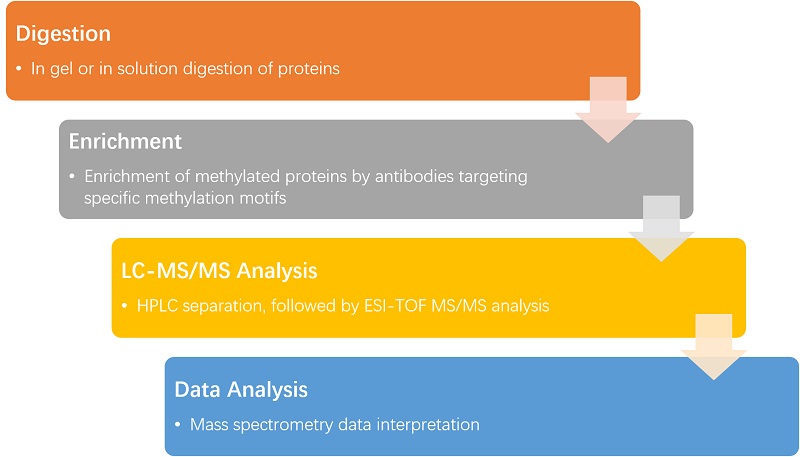 蛋白质 - 甲基化分析-2.jpg