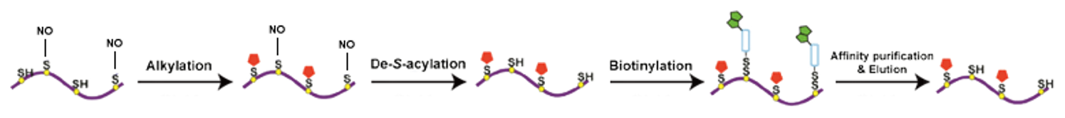 Workflow of our S-Nitrosylation analysis service